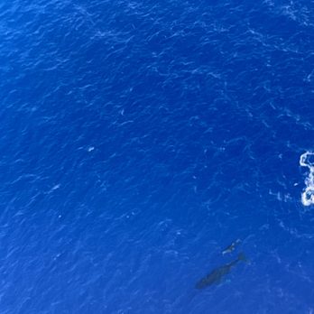 Maverick Helicopters - Humpback mom and here baby - Tours Near Me - Kahului, Hawaii