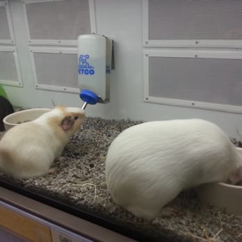 Petco - Pet Stores Near Me - Honolulu, Hawaii Petco - Pet Stores Near Me - Honolulu, Hawaii
