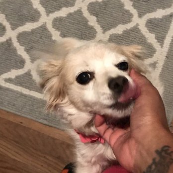 Creature Comforts Pet Care - Zoey knows Shalini well. - Pet Sitting Near Me Creature Comforts Pet Care - Zoey knows Shalini well. - Pet Sitting Near Me