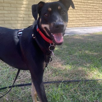 Amazon Animal Hospital - Normal Happy Mando a few days before groomer (for reference) - Veterinarians Near Me - Chula Vista, California Amazon Animal Hospital - Normal Happy Mando a few days before groomer (for reference) - Veterinarians Near Me - Chula Vista, California