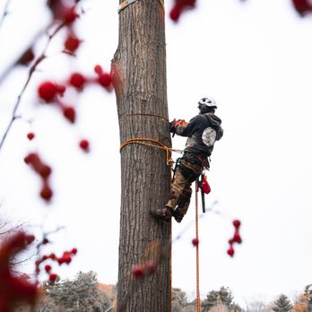 Vanderkooi Tree - Tree Services Near Me - Muskegon, Michigan