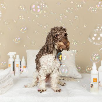 Wag Hotels - Carson - Let us pamper your pet with a full haircut at the Wag Spa. Our premium selection of Wag Hotels Spa Products is ideal for sensitive skin. - Pet Training Near Me - Carson, California
