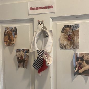 Catty Corner Cafe - Manager kitties - Pet Adoption Near Me - Leesburg, Virginia