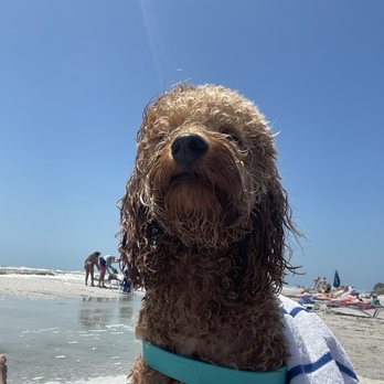 K9 Cove - This is my official request to add a beach to the cove. Thank you. - Dog Parks Near Me - Miami Lakes, Florida K9 Cove - This is my official request to add a beach to the cove. Thank you. - Dog Parks Near Me - Miami Lakes, Florida