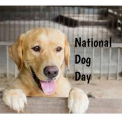 Animal Krackers - HAPPY NATIONAL DOG DAY!!