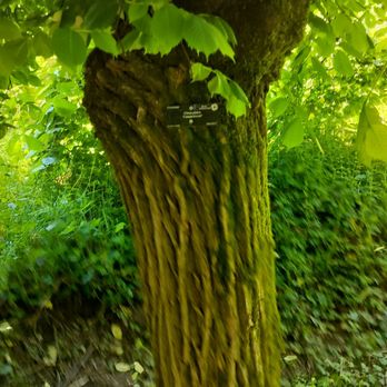Hoyt Arboretum - Botanical Gardens Near Me - Portland, Oregon