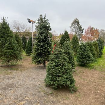 Troop 118 - Christmas Trees Near Me - Elk Grove, California Troop 118 - Christmas Trees Near Me - Elk Grove, California