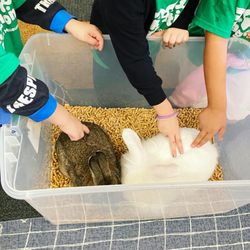 Petronus Petting Zoo