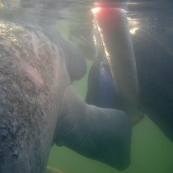 Fun 2 Dive Manatee Tours - Snorkeling Near Me - Crystal River, Florida