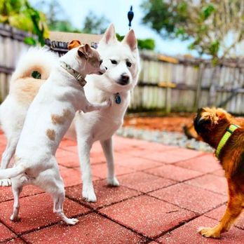 Paws Up Paradise - Pet Boarding Near Me Paws Up Paradise - Pet Boarding Near Me