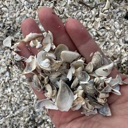 Whitefish Dunes State Park - Just a few shells
