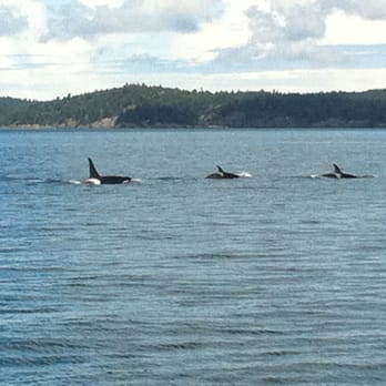 Steveston Seabreeze Adventures - April 5, 2012 Lots of Orca action! - Boating Near Me - Richmond, British Columbia Steveston Seabreeze Adventures - April 5, 2012 Lots of Orca action! - Boating Near Me - Richmond, British Columbia