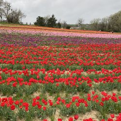 Poston Gardens