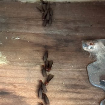 MightyMite Termite Services - Termites in the opened sheetrock in the kitchen. - Pest Control Near Me - Campbell, California MightyMite Termite Services - Termites in the opened sheetrock in the kitchen. - Pest Control Near Me - Campbell, California