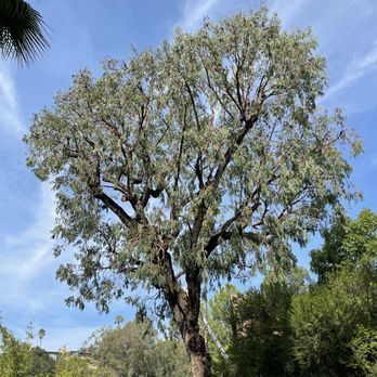 AR Lawn and Tree Care - a large tree on a sunny day - Tree Services Near Me AR Lawn and Tree Care - a large tree on a sunny day - Tree Services Near Me