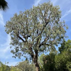 AR Lawn and Tree Care