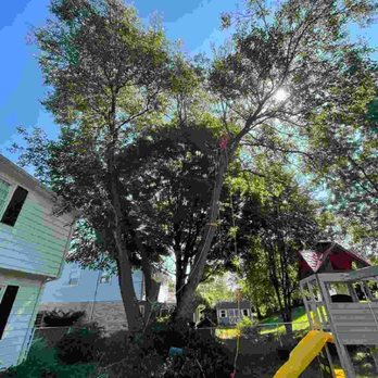 ABC Tree Monkeys - Co-dominant Mulberry over home, neighbors fence, and children's play set - Tree Services Near Me