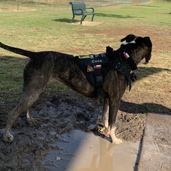 Bedford Bark Park - Mud hole