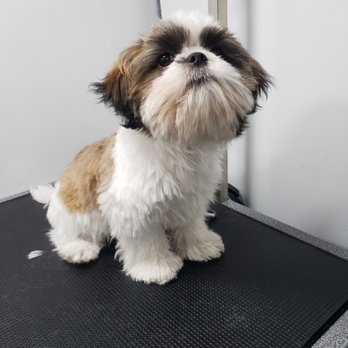 Bark & Lather - I feel great, thank you Christian at Bark and Lather - Pet Groomers Near Me Bark & Lather - I feel great, thank you Christian at Bark and Lather - Pet Groomers Near Me
