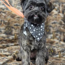 Personal Dog Grooming By Ruth Giftly Email, Text or Print, 34121