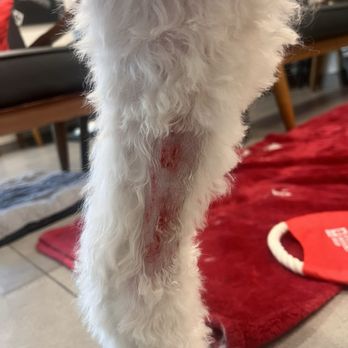 PetSmart - Cuts from my dog - Pet Stores Near Me - Hillsboro, Oregon