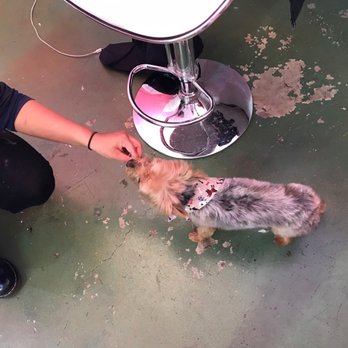 Dog Styling Boutique - Pet Groomers Near Me - Glendora, California