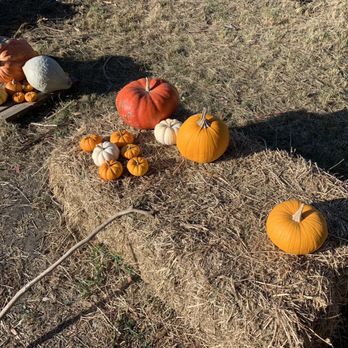 Rancho San Julian - a hay bale filled with pumpkins - Farmers Market Near Me - Lompoc, California Rancho San Julian - a hay bale filled with pumpkins - Farmers Market Near Me - Lompoc, California