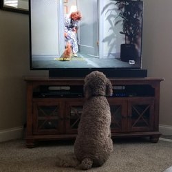 CareVet of Hawthorne - Shiloh loves Seinfeld