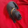 Photo of Corsos R US