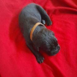Corsos R US - Black Cane Corso puppys accepting deposits...