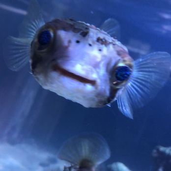 Branson Wild World - Aquariums Near Me - Branson, Missouri Branson Wild World - Aquariums Near Me - Branson, Missouri