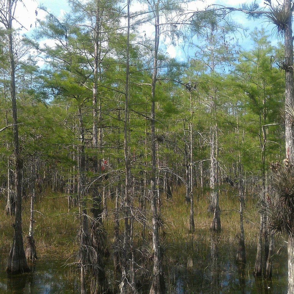 Loop Road - Active Life Near Me - Naples, Florida