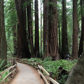 Extranomical Tours San Francisco - Muir woods again :) - Tours Near Me - San Francisco, California Extranomical Tours San Francisco - Muir woods again :) - Tours Near Me - San Francisco, California