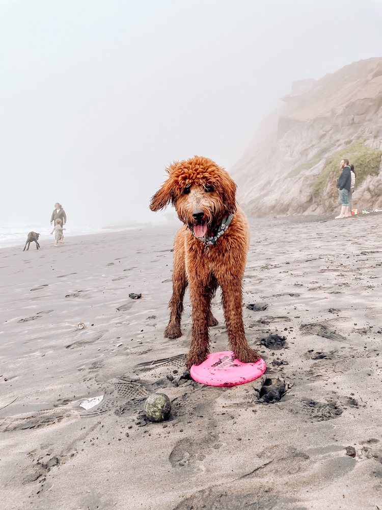 Lucky Buddies Pet Sitting