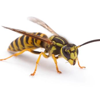 Greg Brown - Yellow Jacket - Wildlife Control Near Me Greg Brown - Yellow Jacket - Wildlife Control Near Me