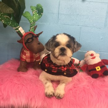 Go Go Spa - Pet Groomers Near Me - Rosemead, California Go Go Spa - Pet Groomers Near Me - Rosemead, California