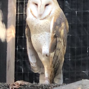 Florida Keys Wild Bird Sanctuary - Barn owl - Animal Shelters Near Me - Tavernier, Florida Florida Keys Wild Bird Sanctuary - Barn owl - Animal Shelters Near Me - Tavernier, Florida