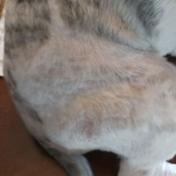 Happy Tails By Sandra - Pet Groomers Near Me - Lancaster, California Happy Tails By Sandra - Pet Groomers Near Me - Lancaster, California