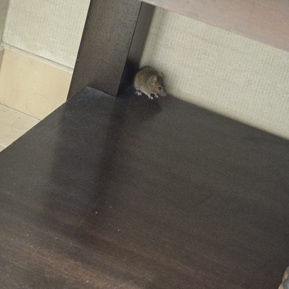 a mouse (rodent) in their bathroom. I had to remove it myself since housekeeping wasn't available for 2 hours