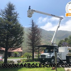 Arboles Care Tree Service - Removal of dead Redwood