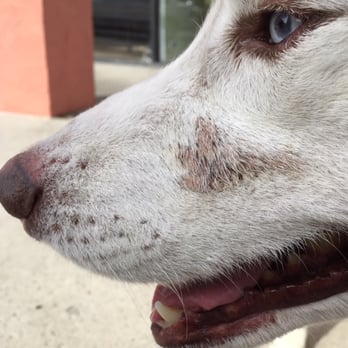Pet Cuts - My dogs face after a groom from pet cuts - Pet Groomers Near Me - San Marcos, California