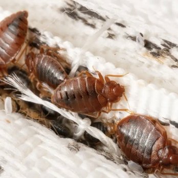 Candlewood Suites Sidney - Bed bugs - Venues & Event Spaces Near Me - Sidney, Montana Candlewood Suites Sidney - Bed bugs - Venues & Event Spaces Near Me - Sidney, Montana