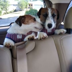 Shear Pawfections - Boys got groomed...yay