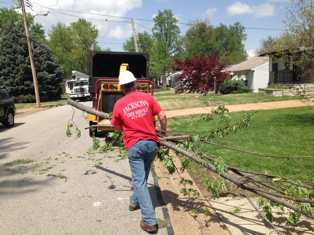 Jackson Tree Service - tree service in Maryland Heights, MO