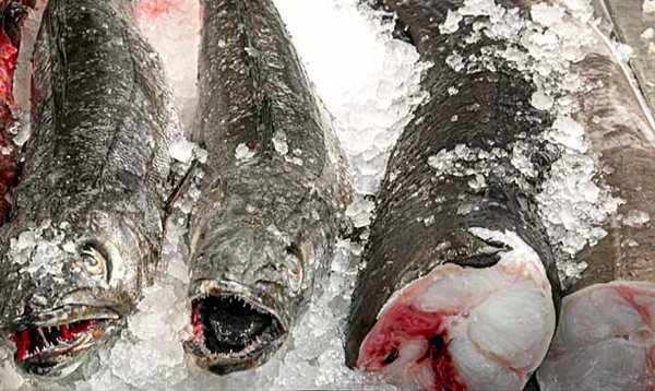 Osler Fish Market by null