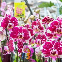 Pflanzen-Kölle - Sie gilt als Königin der Zimmerpflanzen und fasziniert seit Langem durch ihre unvergleichliche Schönheit: die Orchidee.