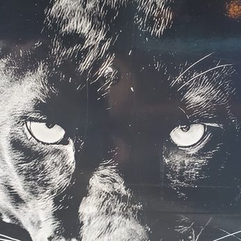 The Thai Panther - Wakanda forever! - Thai Near Me - Portland, Oregon
