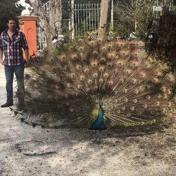 Metals and Nature - Peacock - Home & Garden Near Me - Plant City, Florida