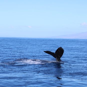 Quicksilver Charters - Snorkeling Near Me - Wailuku, Hawaii