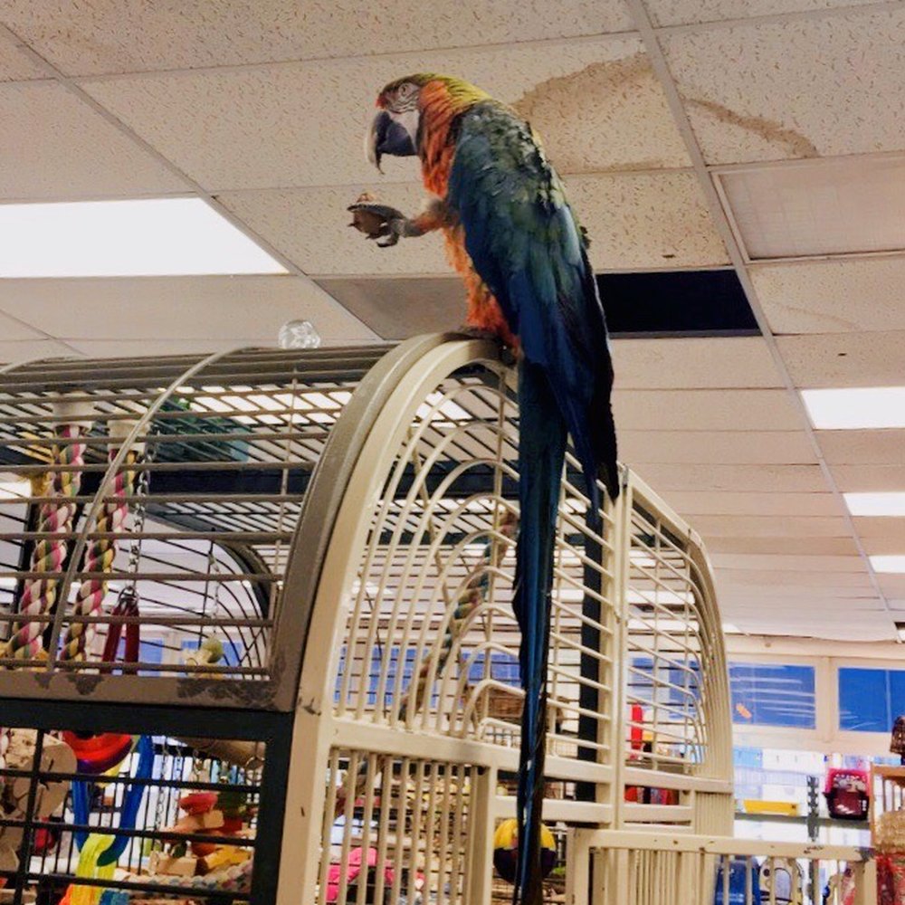Andy's Pet Shop - Baby! - Pet Stores Near Me - San Jose, California Andy's Pet Shop - Baby! - Pet Stores Near Me - San Jose, California